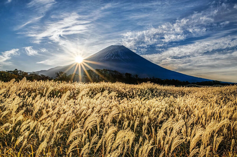 日本 静岡県 富士山 秋深まるススキ 芒草