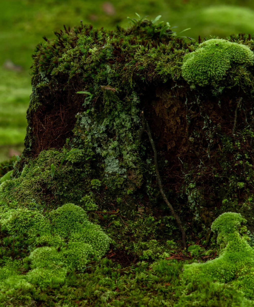 日本 京都 西芳寺 Saiho-ji Temple 西宝寺 苔の潤い Moss