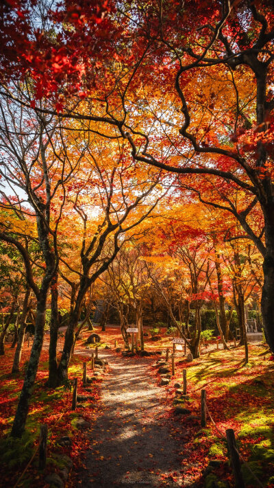 日本 京都 あだしの念仏寺