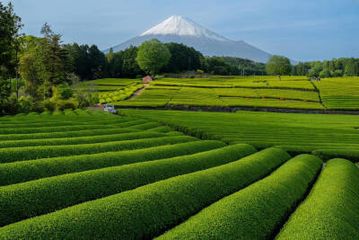 日本 静岡県 大淵笹場 Green Tea Hills 茶畑の丘