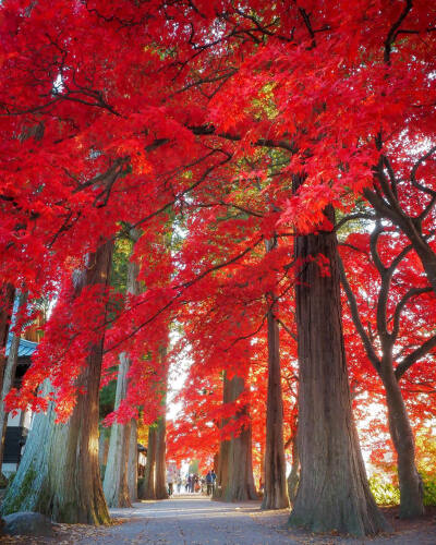 日本 長野県 長円寺 