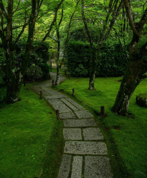 日本 京都 西芳寺 Saiho-ji Temple 西宝寺 苔の潤い Moss