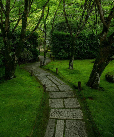 日本 京都 西芳寺 Saiho-ji Temple 西宝寺 苔の潤い Moss