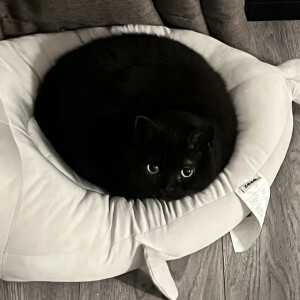猫咪头像