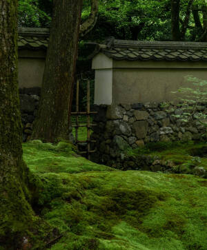 日本 京都 西芳寺 Saiho-ji Temple 西宝寺 苔の潤い Moss