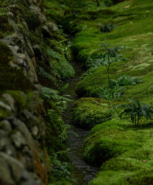 日本 京都 西芳寺 Saiho-ji Temple 西宝寺 苔の潤い Moss