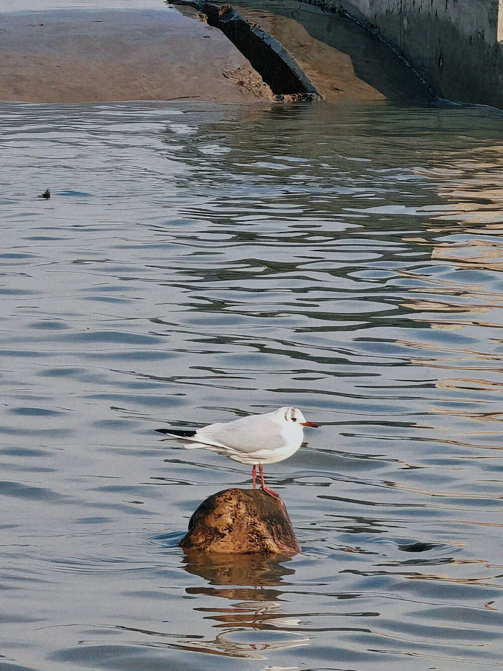 海鸥壁纸