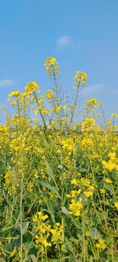 油菜花