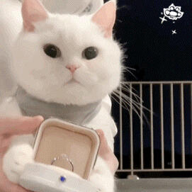 猫咪猫猫表情动图 
自截