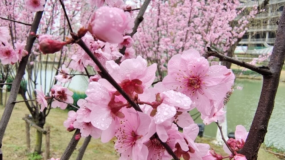 雨中赏花：美人梅