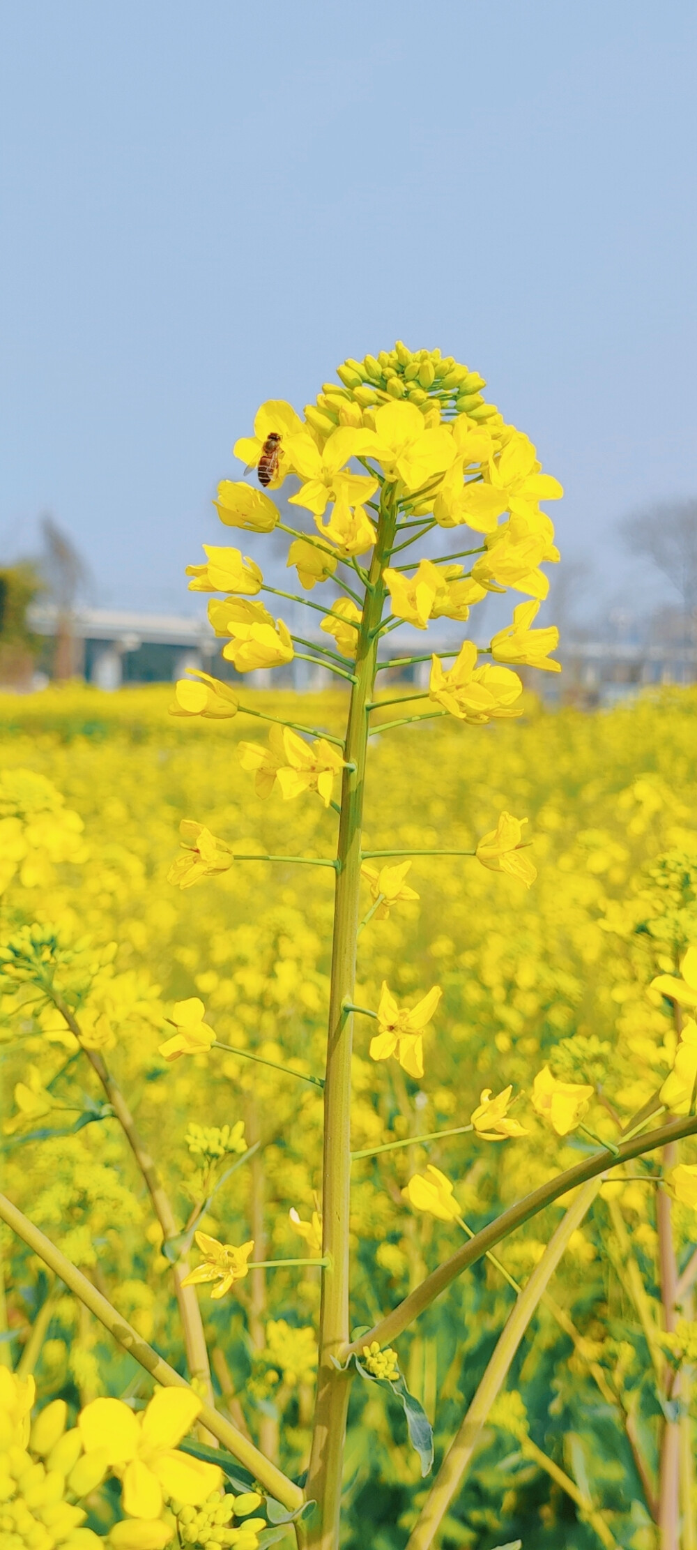 油菜花