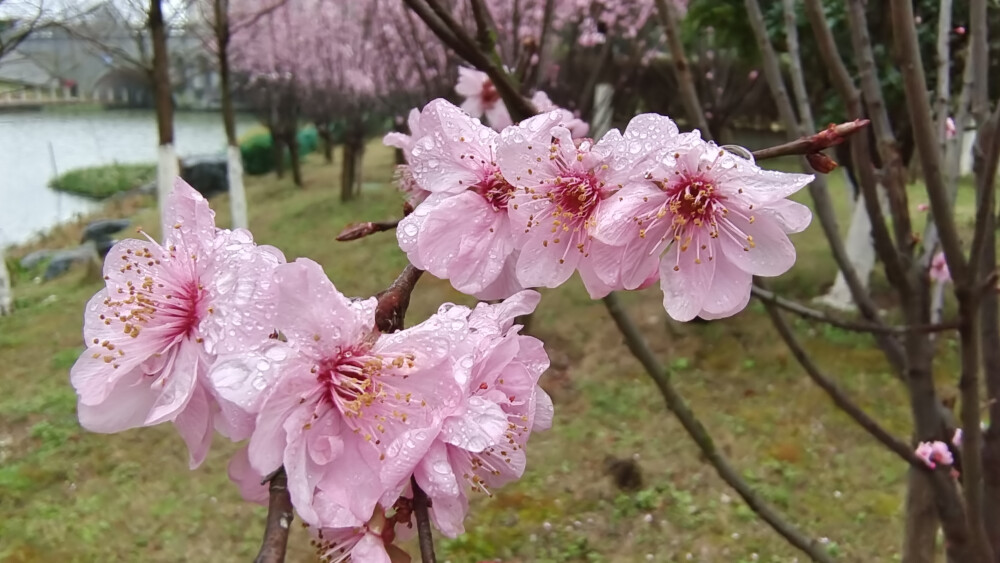 雨中赏花：美人梅