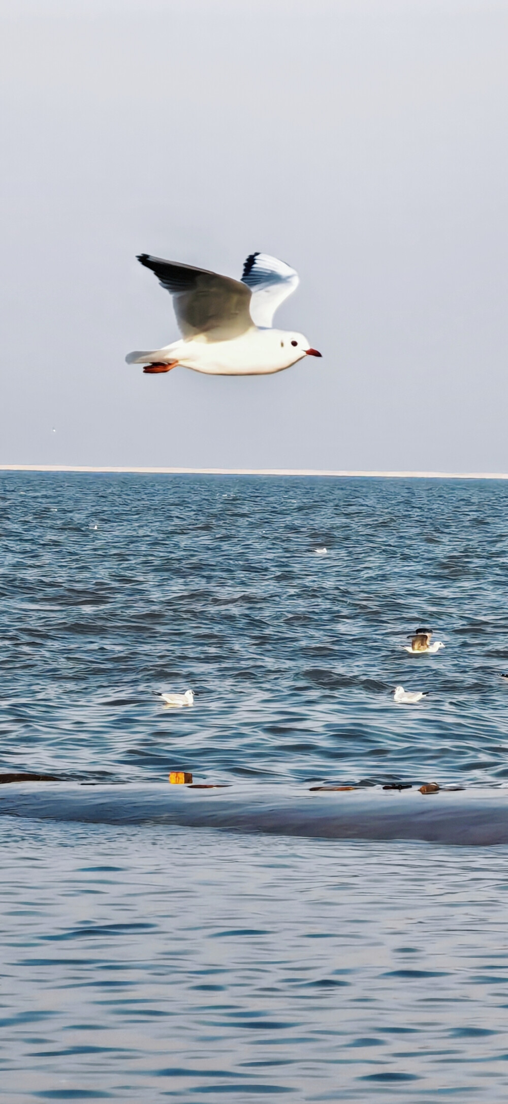 海鸥壁纸