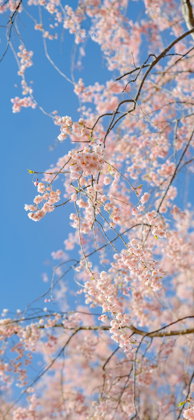 春有春的来意
摄影：@小武拉莫