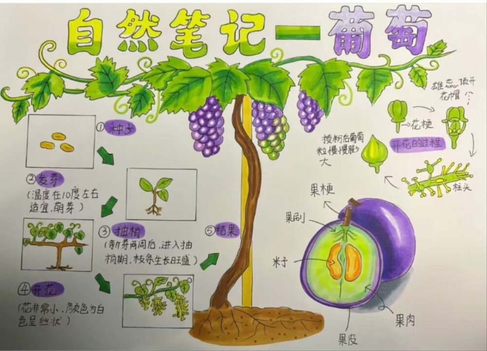 自然笔记，植物生长笔记儿童画