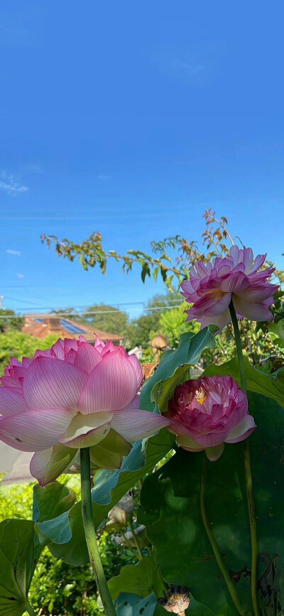 荷花 夏日 