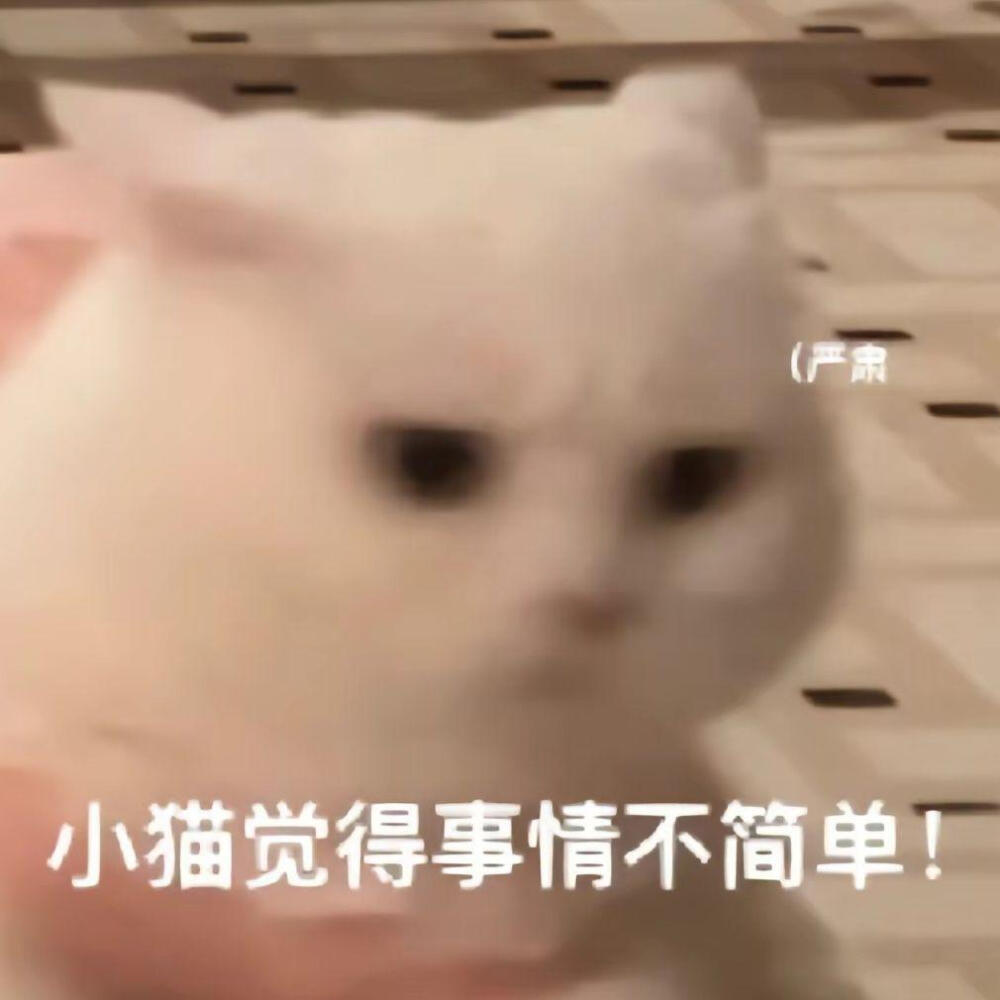 猫猫！