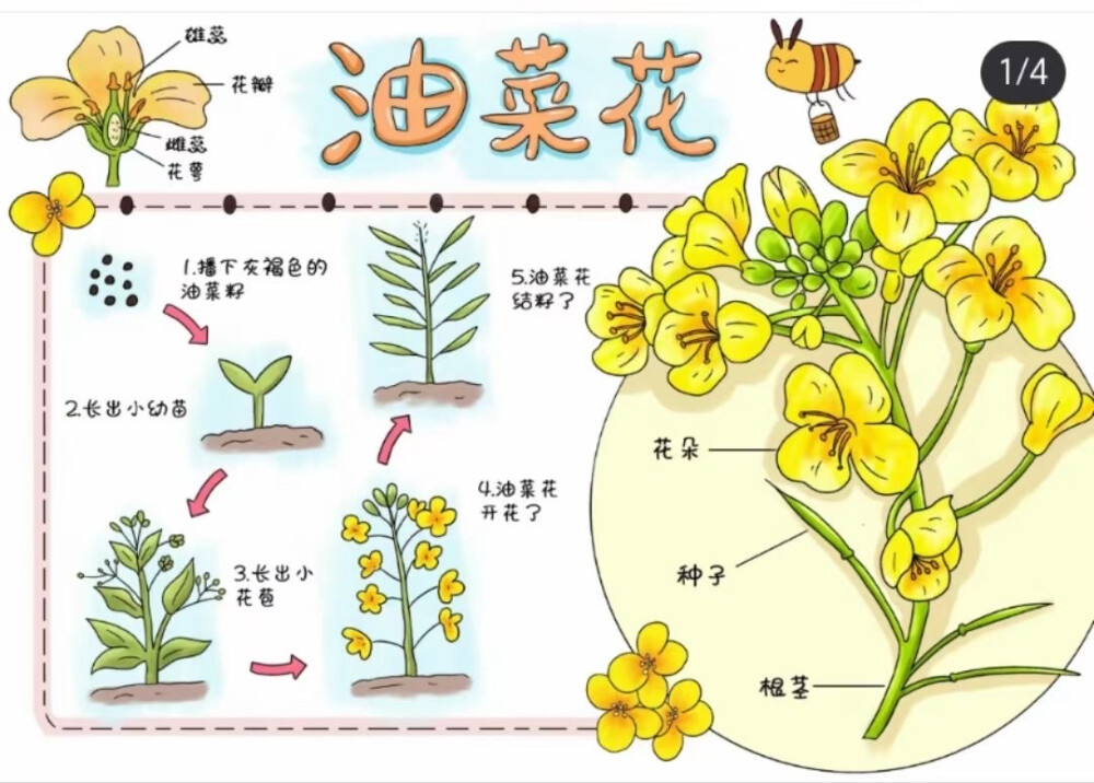 自然笔记，植物生长笔记儿童画