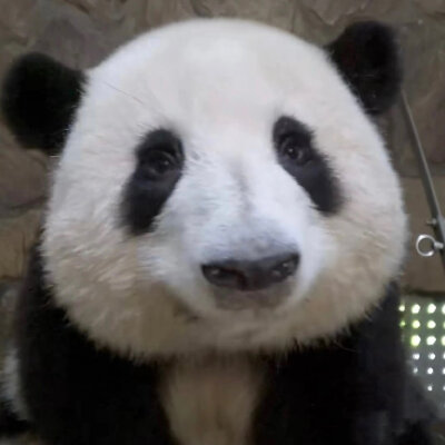 大熊猫