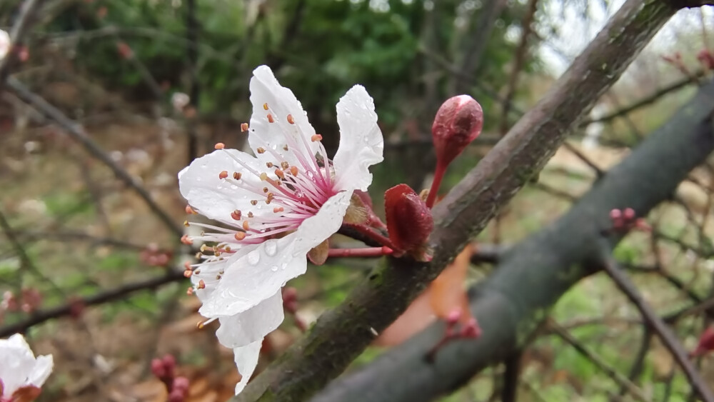 雨中赏花：紫叶李花