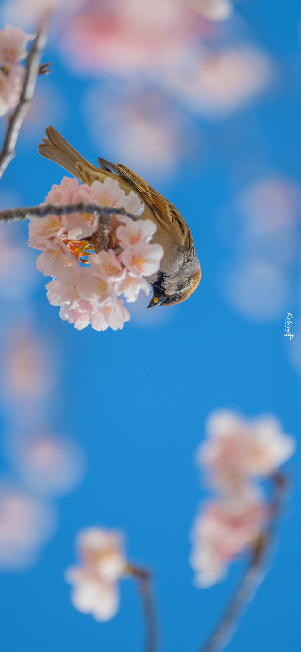 樱花盛开 横屏