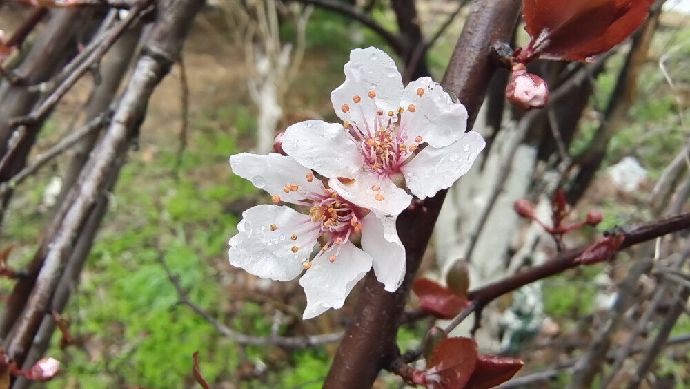 雨中赏花：紫叶李花