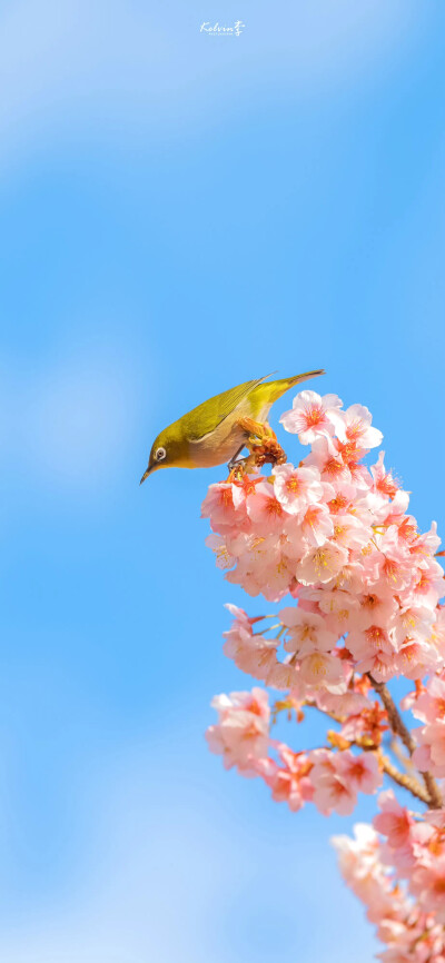 樱花盛开