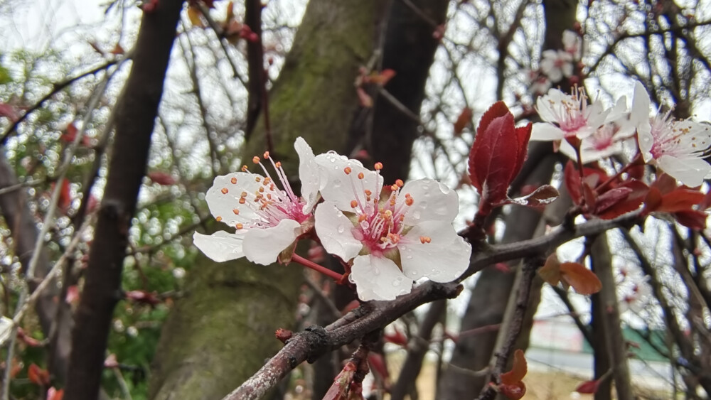 雨中赏花：紫叶李花