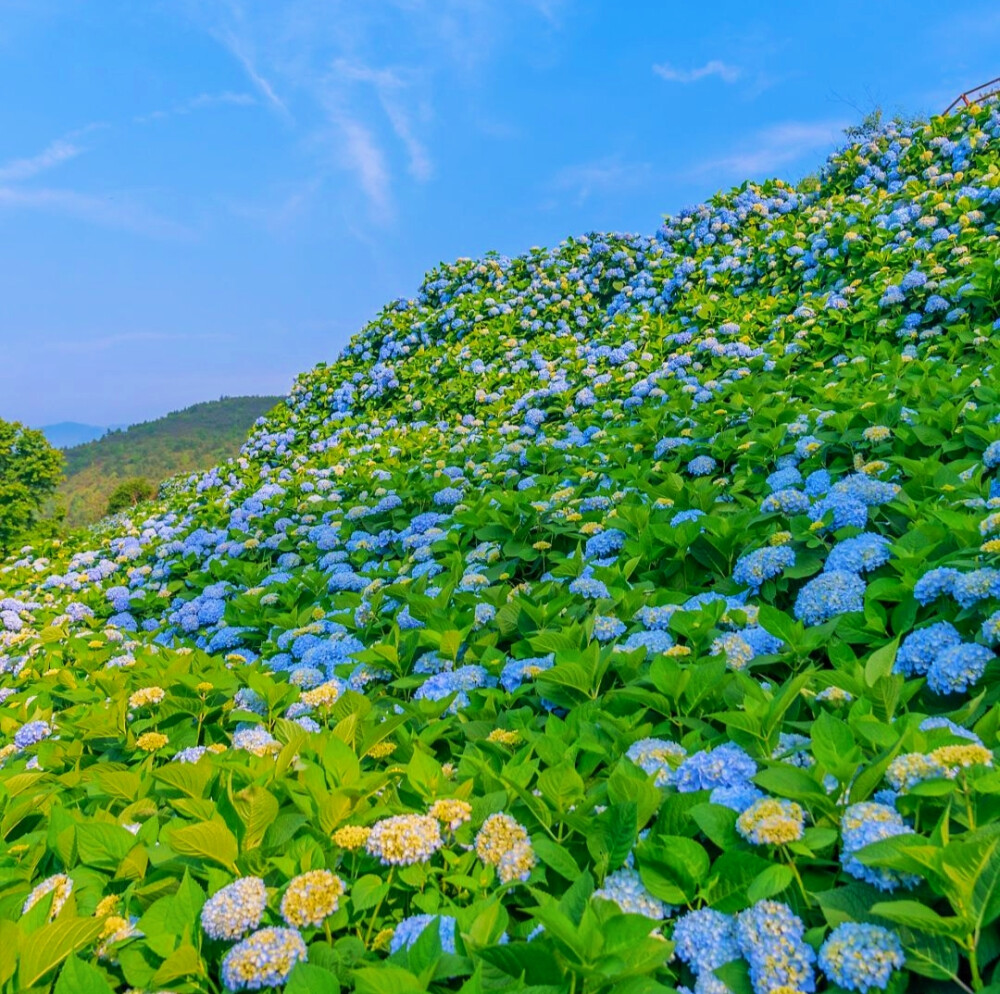 春日背景图