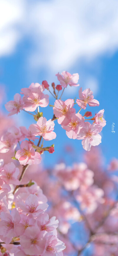 樱花盛开 横屏