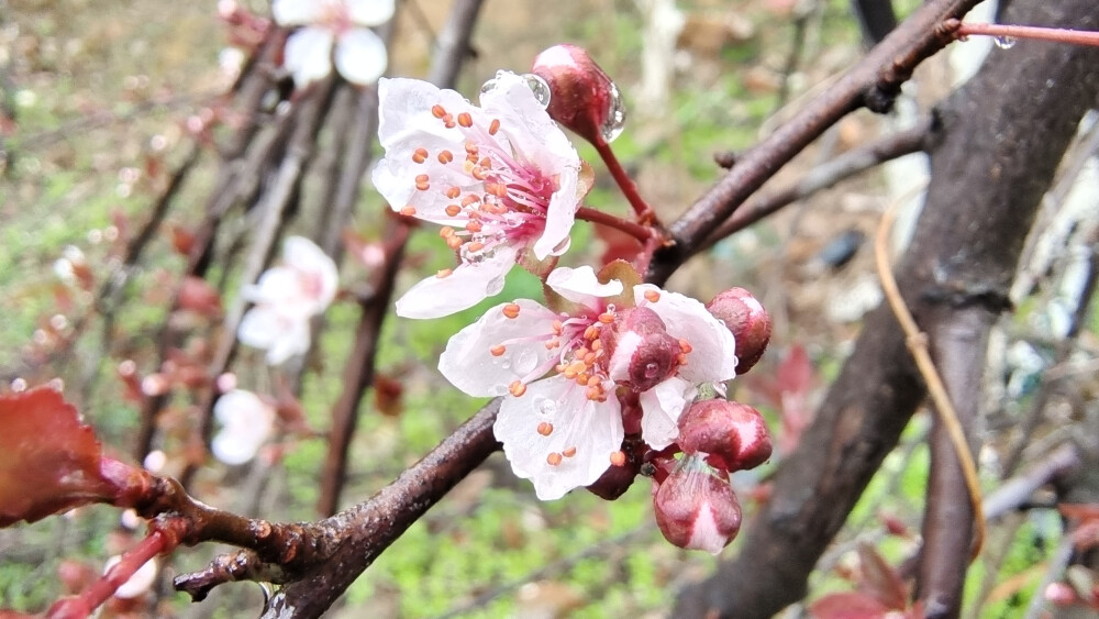 雨中赏花：紫叶李花