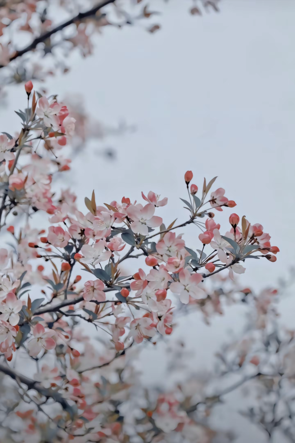 手机壁纸 花 高清图片,堆糖,美图壁纸兴趣社区