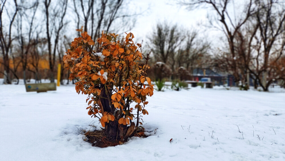 冬天的童话，这棵被雪亲吻的小树。雪后慢步偶然发现，干树枝环抱着一棵小树，仿佛是冬天的精灵。地面被雪轻轻覆盖，就像穿上了洁白的羽毛大衣。这景致，橘红色树叶宁静清透，静静地竖立，仿佛在告诉你，冬天有着它独特的美。