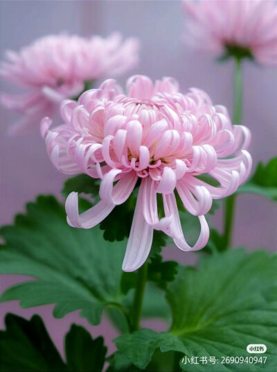 花草