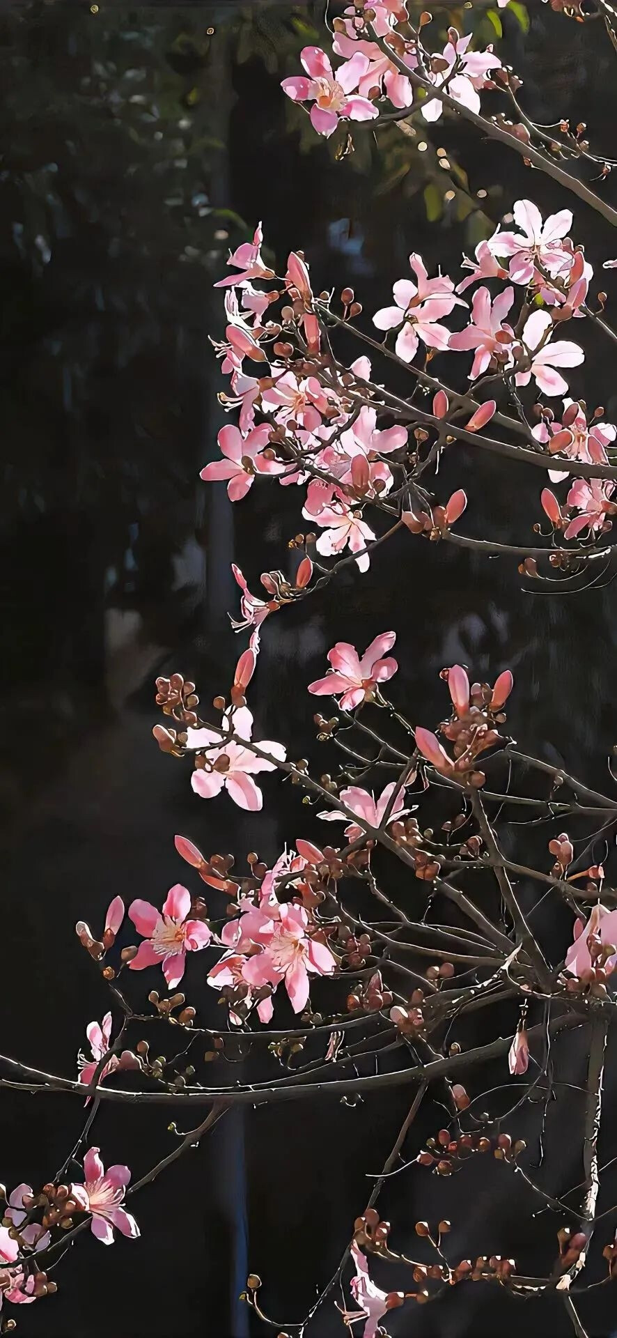 锁屏背景 聊天壁纸