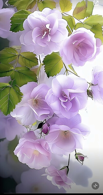 花草