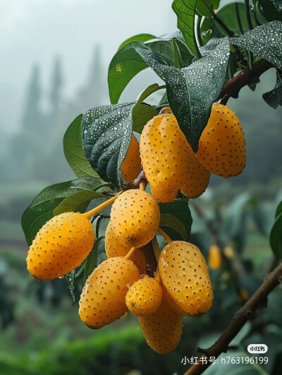 花草