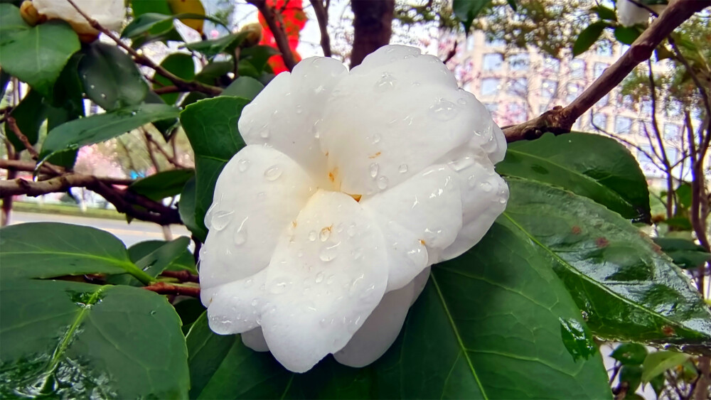 雨中赏花：白色山茶花