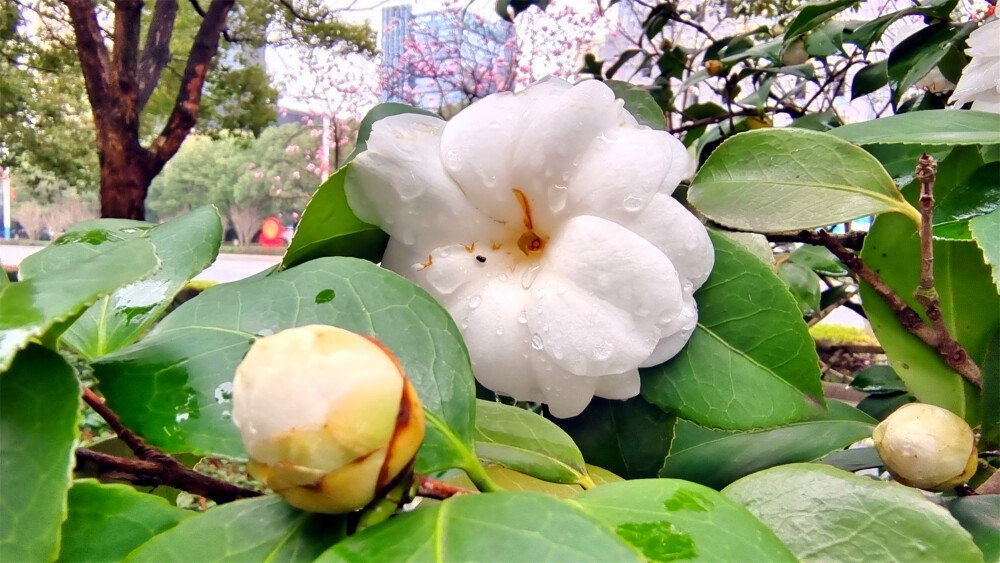 雨中赏花：白色山茶花