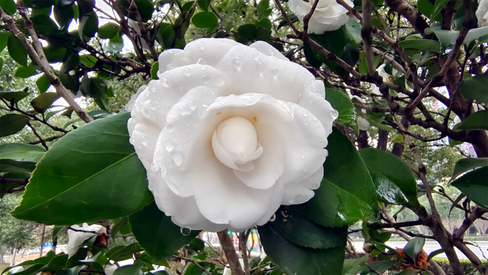 雨中赏花：白色山茶花