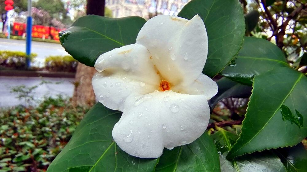 雨中赏花：白色山茶花