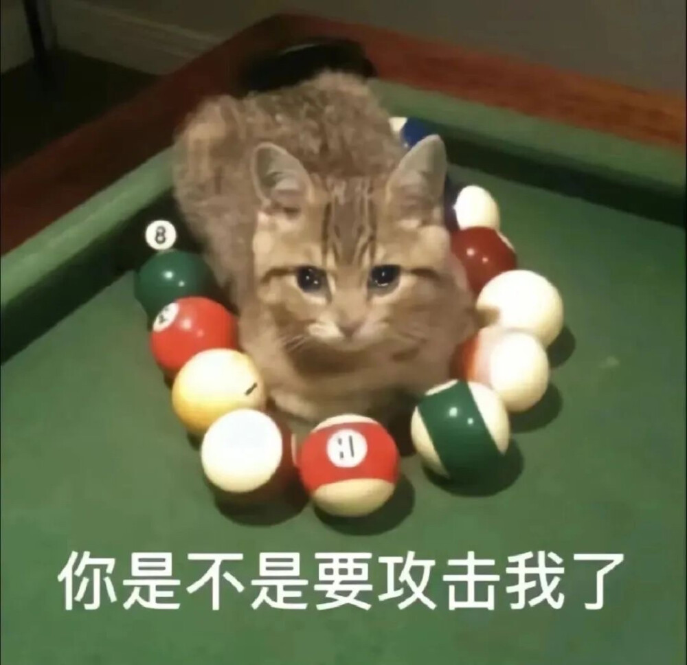 小猫小狗表情包