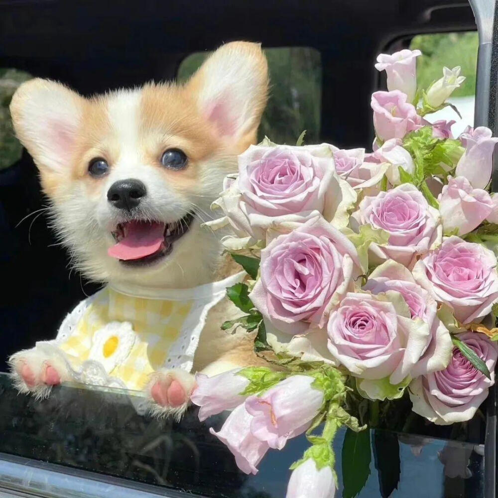 狗狗头像
超级萌宝kkkki