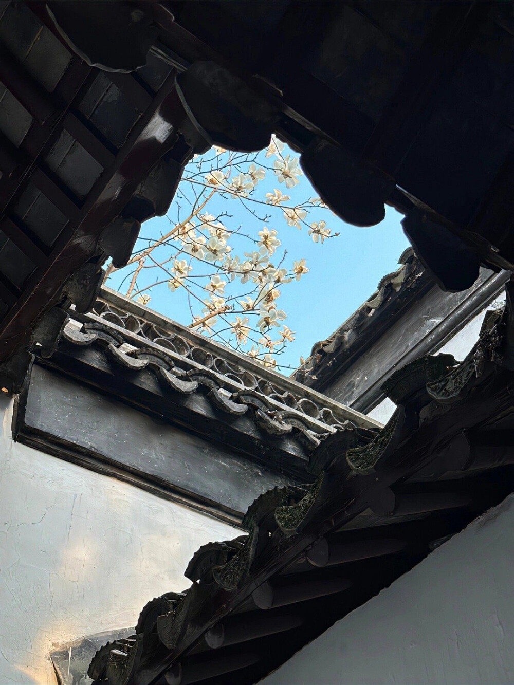 红墙青瓦，玉兰花开