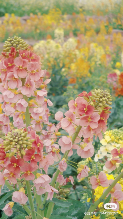 花花壁纸