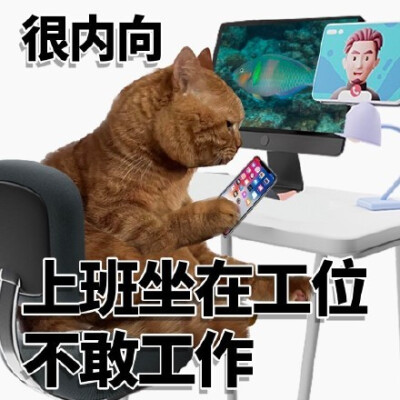 内向小猫