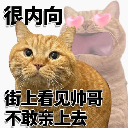 内向小猫