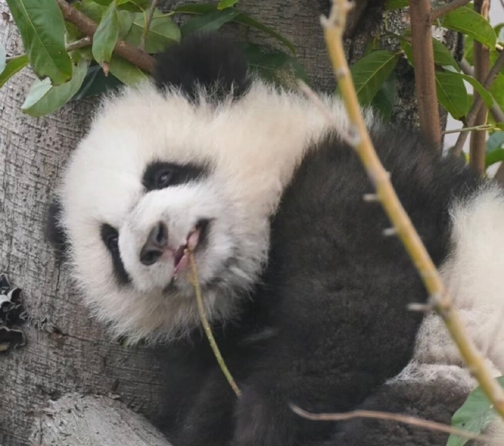 可爱大熊猫头像壁纸