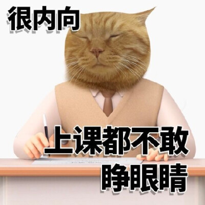 内向小猫