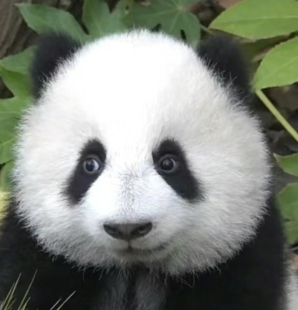 可爱大熊猫头像